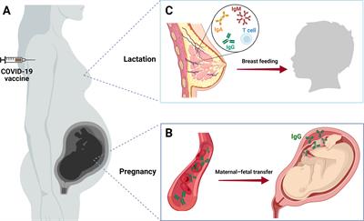 Vaccine Protection Through Placenta and Breastfeeding: The Unmet Topic in COVID-19 Pandemic